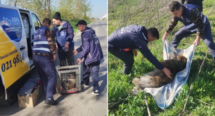ASPA: 61 de câini abandonați pe domeniul public în București, săptămâna trecută