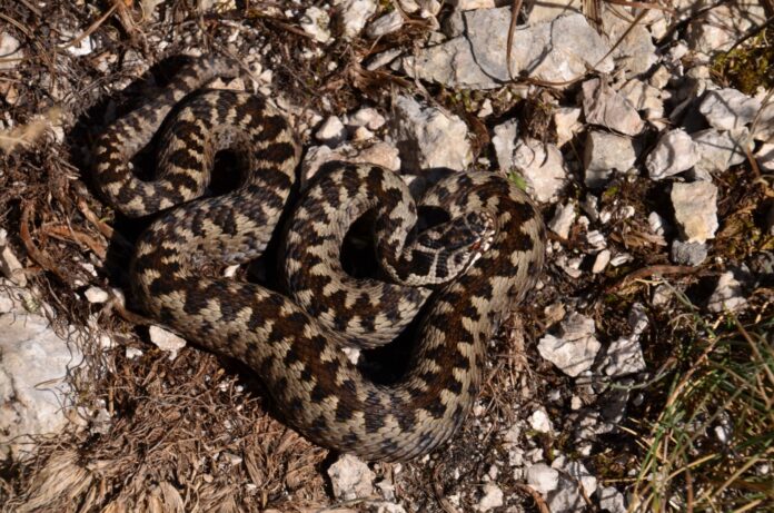 Avertisment pentru turiști: vipera cu corn a ieșit din hibernare - sfaturi esențiale în caz de mușcătură