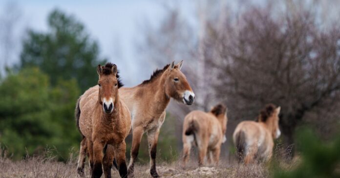 Caii sălbatici din Mongolia prosperă în Zona de Excludere Cernobîl, un refugiu neașteptat după dezastrul nuclear