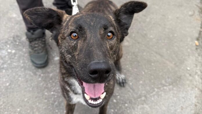 Campanie gratuită de sterilizare pentru cățeii de rasă comună în Sectoarele 2 și 5 din București, organizată de ASPA