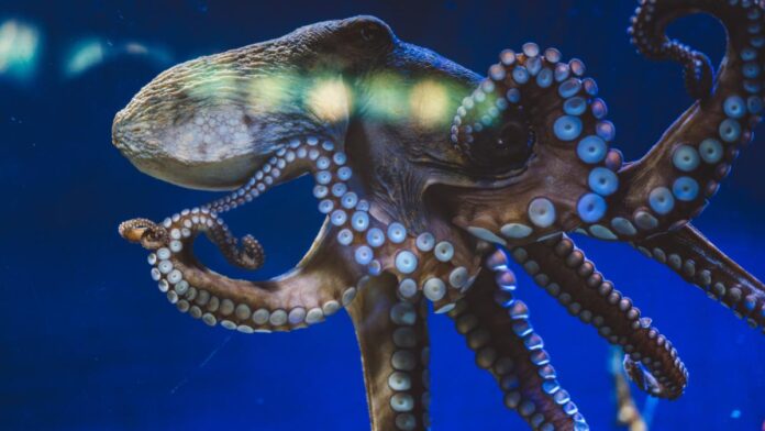 Caracatițe cât un bloc de șase etaje: descoperirea colosală din oceanele Cretacicului