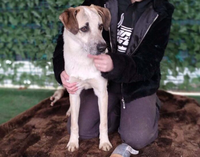 Cățelul Berni, un an și un metru înălțime, caută o familie iubitoare pentru plimbări zilnice și jocuri