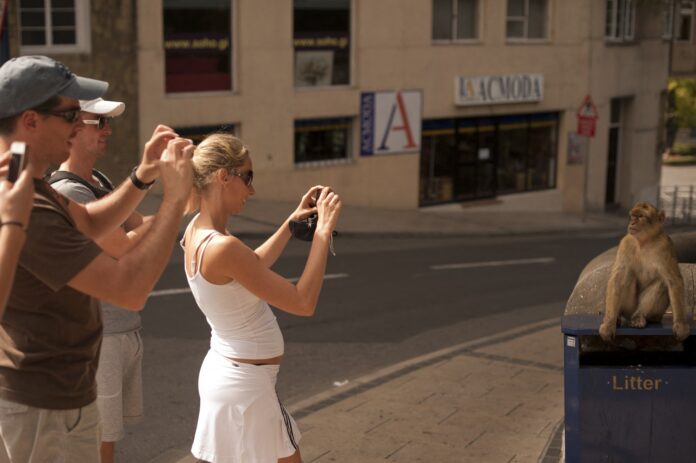 Cercetătorii au pus pe seama turiștilor comportamentul ciudat al maimuțelor din Gibraltar