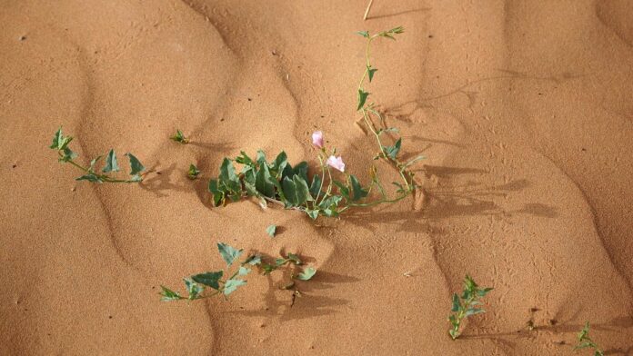 Cercetătorii chinezi transformă nisipul deșertului în sol fertil cu ajutorul cianobacteriilor, în doar 10 luni