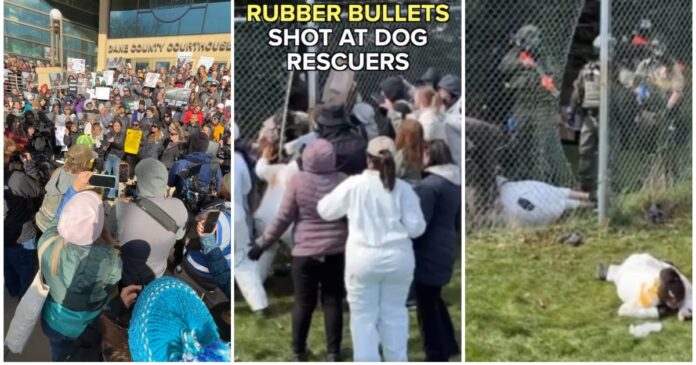 Ciocniri între activiști pentru drepturile animalelor și poliție la o fermă de câini beagle din Wisconsin, SUA, cu intervenție cu gloanțe de cauciuc și spray lacrimogen