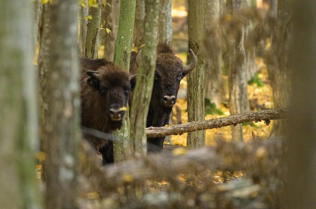 Coloana sonoră a naturii românești - Piesa „Zimbru”, lansată la radio de Ziua Pământului / VIDEO
