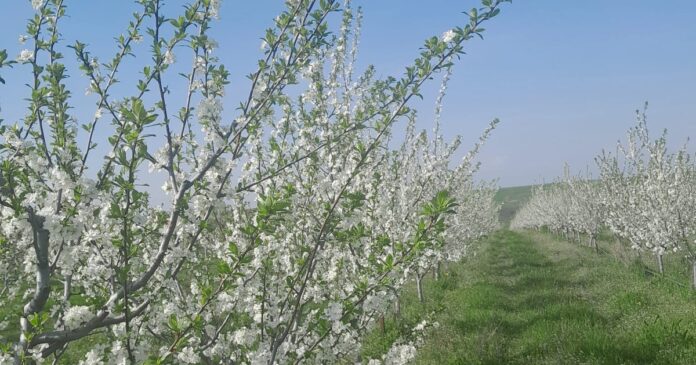 Criza în agricultura românească: creșterea prețului motorinei la 10 lei și dublarea costului îngrășămintelor transformă fructele și cerealele în produse de lux