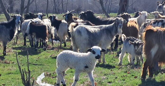 Criza medicală veterinară în mediul rural: Exodul specialiștilor de la contractele de stat