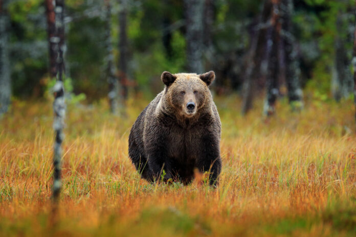 Deputații și senatorii au votat dublarea cotei de vânătoare a urșilor. Câți vor putea fi vânați în 2026