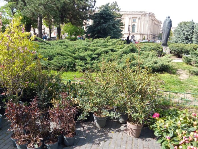 FOTO | A început marea plantare din Parcul Ateneului Român. Vom avea rudbeckia, kniphofia și alte plante cu denumiri greu de pronunțat