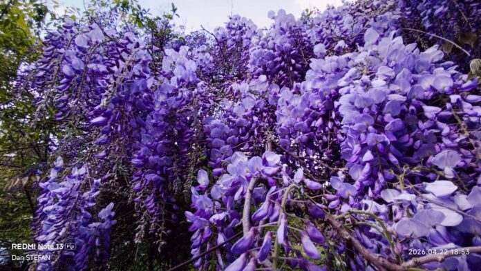 FOTO 🌸 Explozie de mov și roz în Titan, unde glicina a înflorit în cascade în grădini și pe fațadele blocurilor