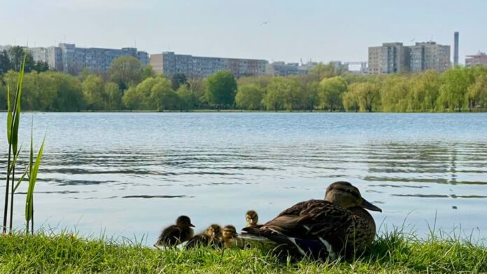 FOTO: Rață cu boboci la picnic în Parcul IOR, imaginea zilei în București. Atenție la traversările agale ale familiilor de rățuște pe șosele!