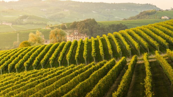 Gura Vadului: Prima localitate oenoturistică din România – Cum atrag autoritățile turiștii cu vin și tradiții