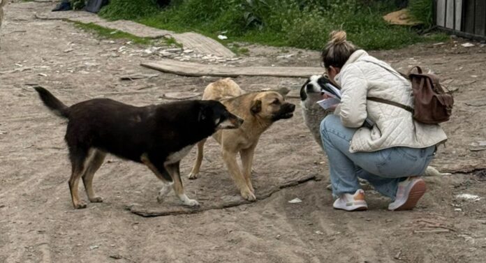 Ilfov: Sterilizări gratuite pentru câinii cu deținător în Berceni și Glina