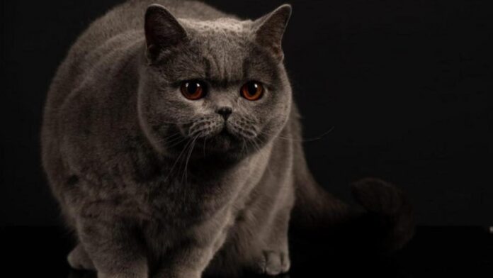 Kira Kiralina, pisicuța supranumită „Ursoaica din Bucovina”, desemnată cea mai frumoasă pisică din Europa