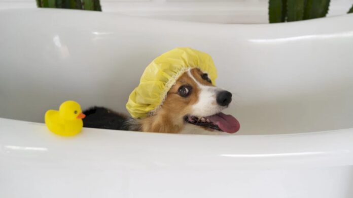 Legile fizicii se suspendă în Berceni. Un bucureștean e uluit că Termoenergetica a inventat, în sfârșit, „Apa Rece Premium”. Cum funcționează