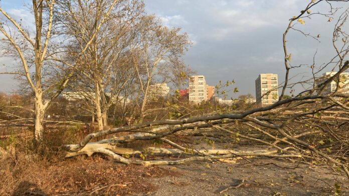 Ministra Diana Buzoianu a trimis spre avizare interministerială ordonanța de urgență care incriminează tăierea abuzivă a arborilor din spațiile verzi din orașe