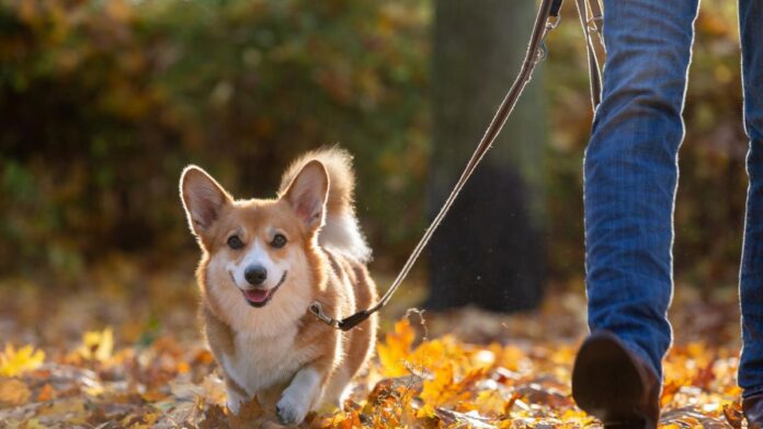 O familie excentrică și bogată oferă un salariu de 70.000 de euro pentru un companion canin