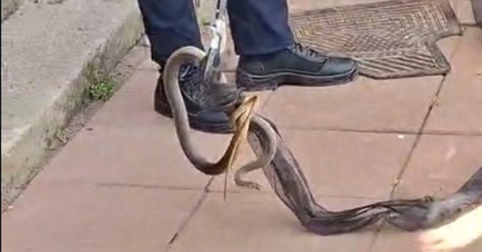 Panică în Galați: Șarpe de 2 metri găsit sub fotoliu în casa unei femei