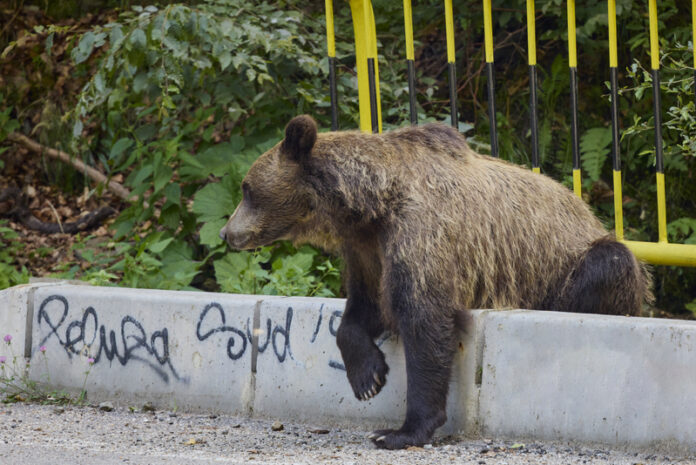 Parlamentul dublează numărul de urși care vor fi omorâți în acest an și lasă ușa deschisă pentru împușcarea de exemplare speciale: „Reduce natura la un meniu din care băieții deștepți își aleg trofee”