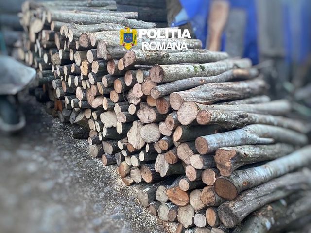 Peste 20 de percheziții în două comune și un oraș din Mureș, într-un dosar penal vizând infracțiuni silvice: două rețineri, șase mandate de aducere și confiscări de lemne și echipamente