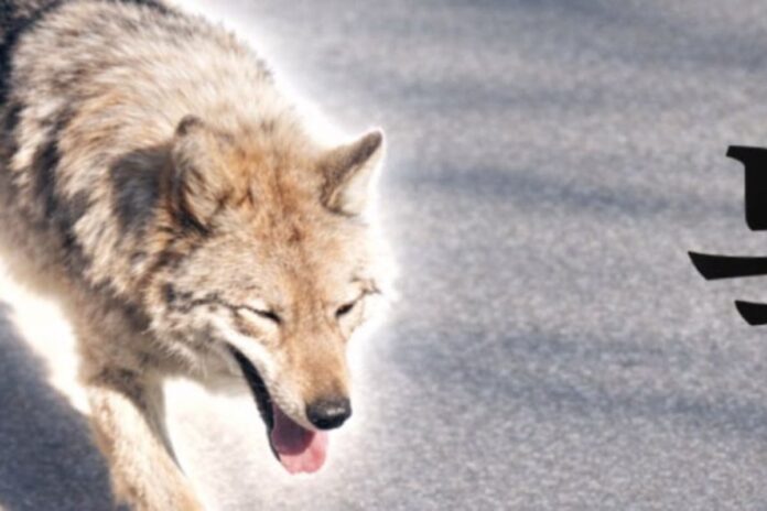 Poliția din Coreea de Sud a arestat un bărbat pentru postarea unei fotografii cu un lup fugar, realizate cu ajutorul inteligenței artificiale