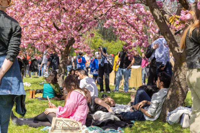 Primarul general Ciprian Ciucu anunță că un peisagist japonez va amenaja Grădina Japoneză cu cireși din Parcul Herăstrău, subliniind necesitatea împrospătării constante.
