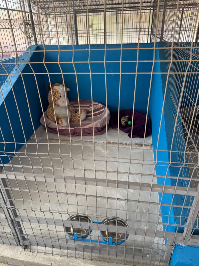 Primul centru public de adopții pentru căței a fost deschis în Ilfov, la Măgurele, pe strada Eclipsei nr. 7, cu o capacitate de 250 de animale.