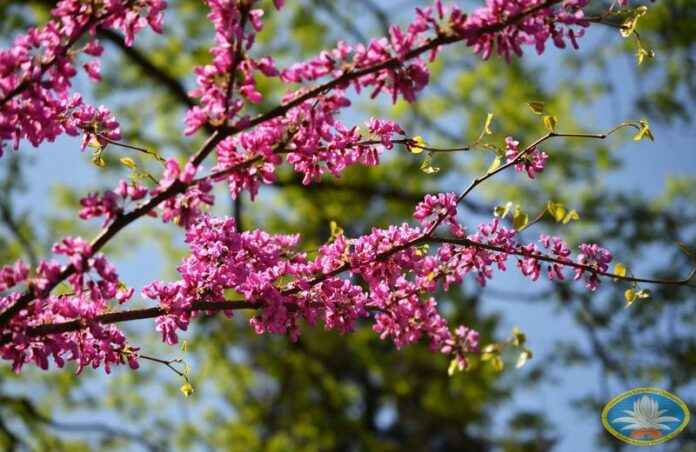 Prognoza meteo pe 14 zile: alternanțe termice și precipitații pentru toate regiunile României