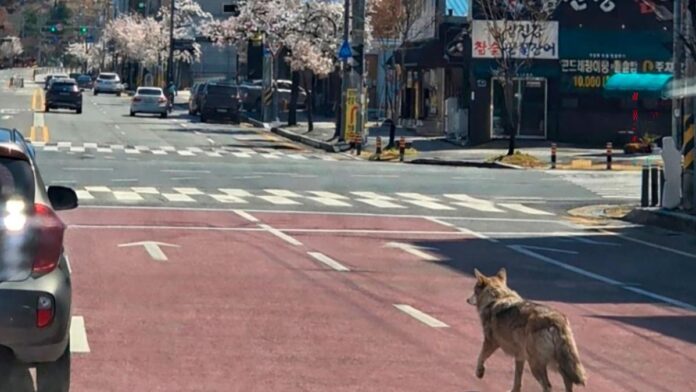 Răsturnare de situație hilară în cazul lupului care rătăcea pe străzi: Poza publicată de poliție fusese „produsă” de martor, cu AI