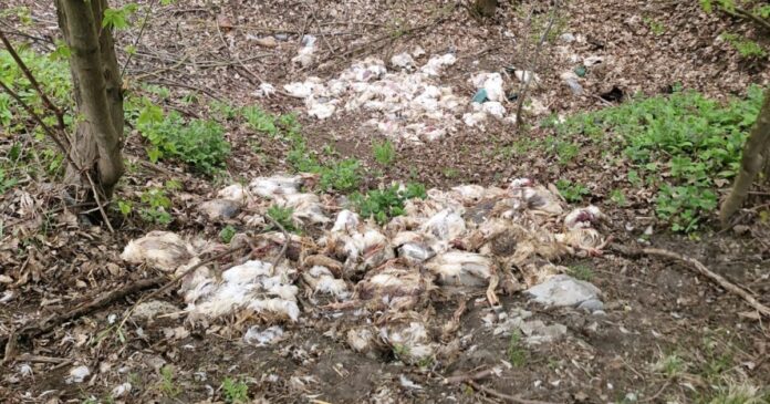 Scenă șocantă în Vaslui: Peste 320 de pui morți de găină, găsiți aruncați într-o pădure
