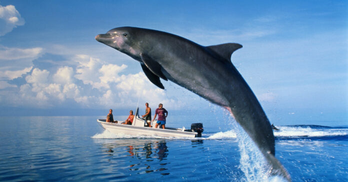 Situație alarmantă pe litoral: 23 de delfini au eșuat, în ultimele zile, pe plajele din Constanța. Care ar putea fi cauzele