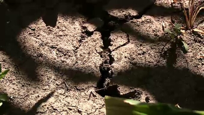 Studiu: Canicula și seceta se vor suprapune tot mai des până în 2100. Dr. Monica Ioniță, coautoare a cercetării