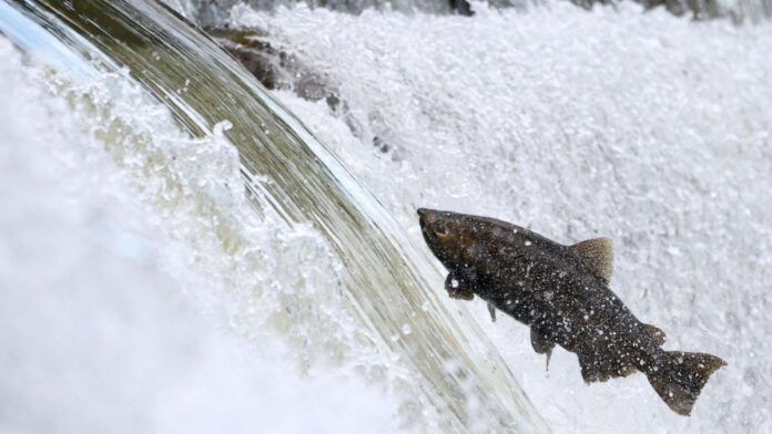 Studiu îngrijorător relevă riscurile poluării cu cocaină în ecosistemele acvatice: Somonii, expuși prin apele uzate, își modifică comportamentul, punând în pericol supraviețuirea speciei