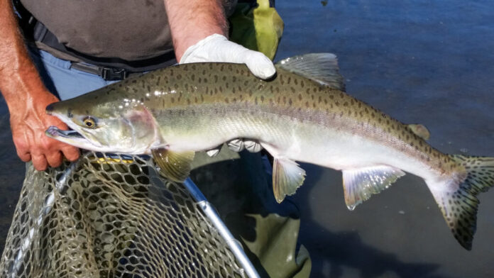 STUDIU: Somonii sunt „dopați” cu cocaină – Vina o poartă drogurile vărsate în apele uzate. Nu există un risc imediat pentru persoanele care consumă pește