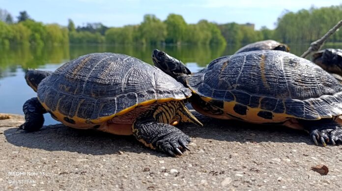 Țestoasele din Parcul IOR profită de vremea bună pentru o 'cură de plajă' și își iau soarele regulamentar în București