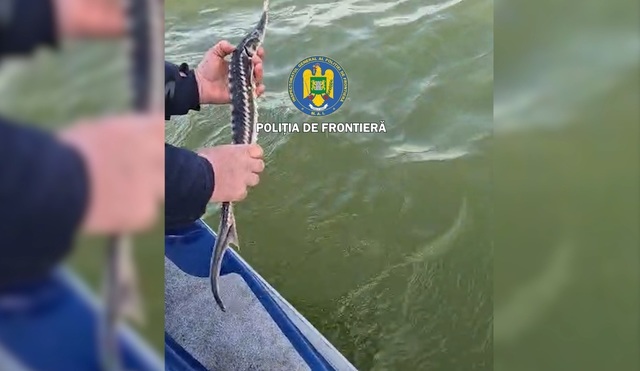 Tulcea: Patru sturioni, descoperiți de polițiștii de frontieră în plase de pescuit, eliberați în Marea Neagră - FOTO