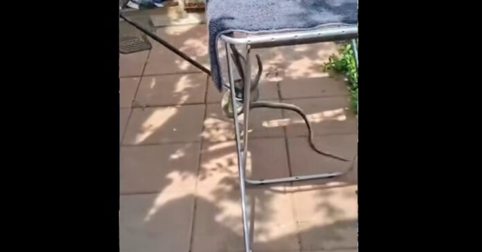 Un şarpe lung de 2 metri a fost descoperit în casa unei femei din județul Galați, proprietara sunând la 112 în panică