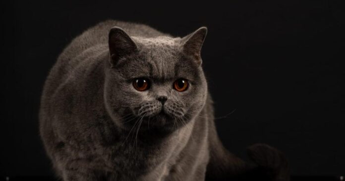 „Ursoaica de Bucovina” – Kira Kiralina, pisica din România, recâștigă titlul internațional de campioană la frumusețe felină