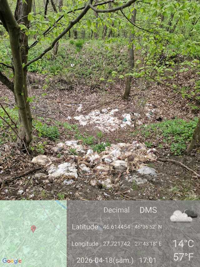 Vaslui: Peste 320 de pui de găină abandonați într-o pădure, autoritățile deschid anchetă - FOTO