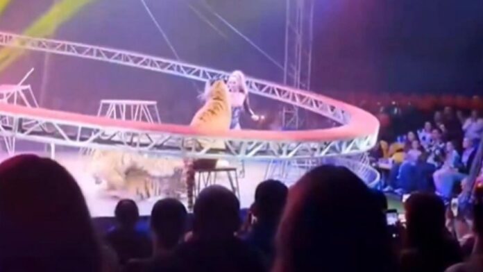 VIDEO Panică la un circ din Rusia: Tigru sare între spectatori după ruperea plasei de siguranță