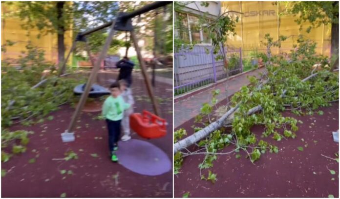 VIDEO | Un copac a căzut într-un parc de joacă din Sectorul 3. Locuitorii se plâng de pomii bătrâni netoaletați