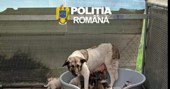 Amendă uriașă pentru un bărbat care a abandonat o cățelușă cu șase pui în apropierea unei păduri