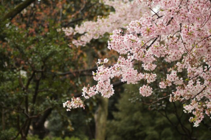 Bucureștiul găzduiește cea mai mare grădină cu cireși japonezi din Europa