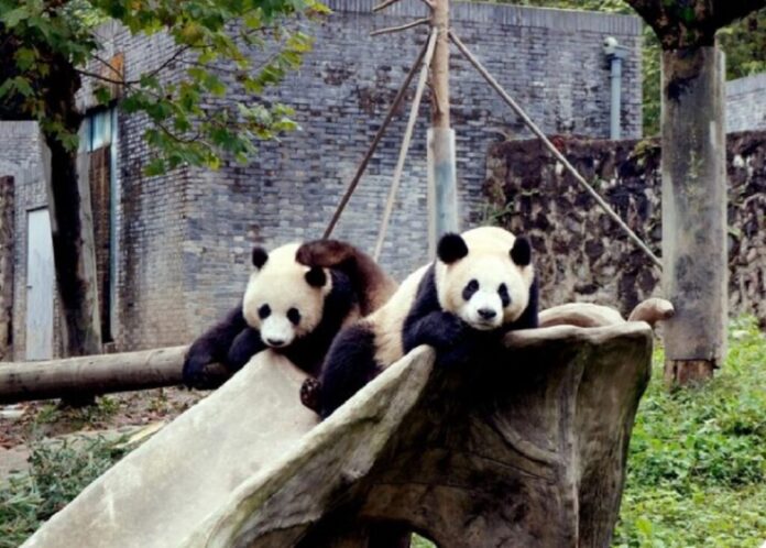 China va trimite din nou urși panda gigant la Atlanta, în ciuda tensiunilor cu SUA