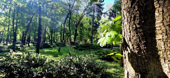 Consultare publică privind reamenajarea Parcului Kiseleff, prin concurs internațional de soluții