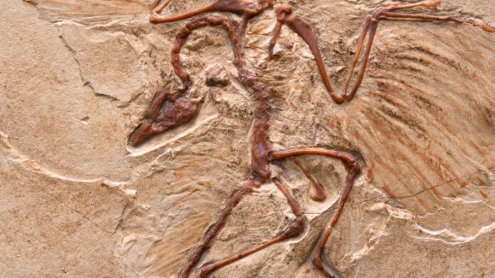 Craniile păsărilor ar putea dezvălui gândurile lui T. rex: Cercetătorii explorează inteligența dinozaurilor prin descendenții lor moderni