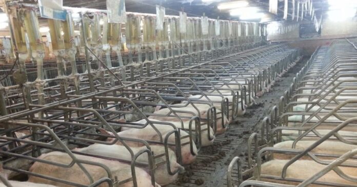 Fermele de porci riscă să fie închise din cauza prețurilor mici cu care se vând carcasele în România