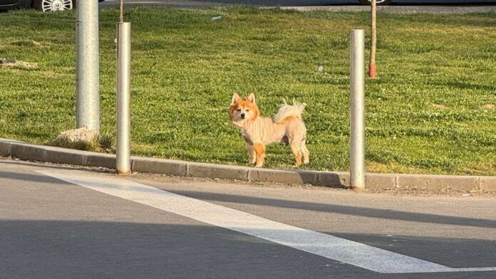 FOTO | Aventurile unui pomeranian sofisticat cu tunsoare în trend, angajat în riscantă traversare spre Lidl, pe Str. Toporași