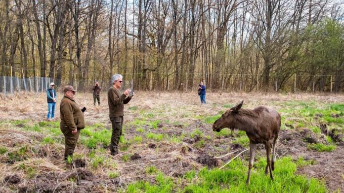 Moment istoric: elanul revine în pădurile din România. Primele patru exemplare au sosit în „Ținutul Zimbrilor” din Neamț